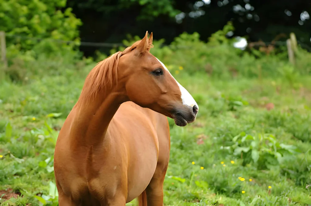 Average Lifespan Of Horses