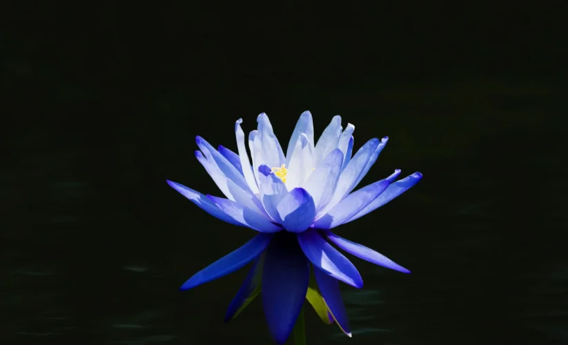 Blue Lotus Flower