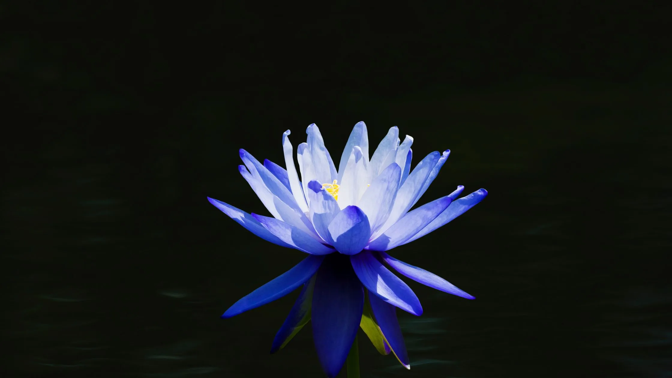 What is the Mystique Behind the Blue Lotus Flower