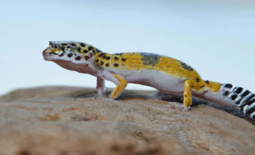 How Long Do Leopard Geckos Live