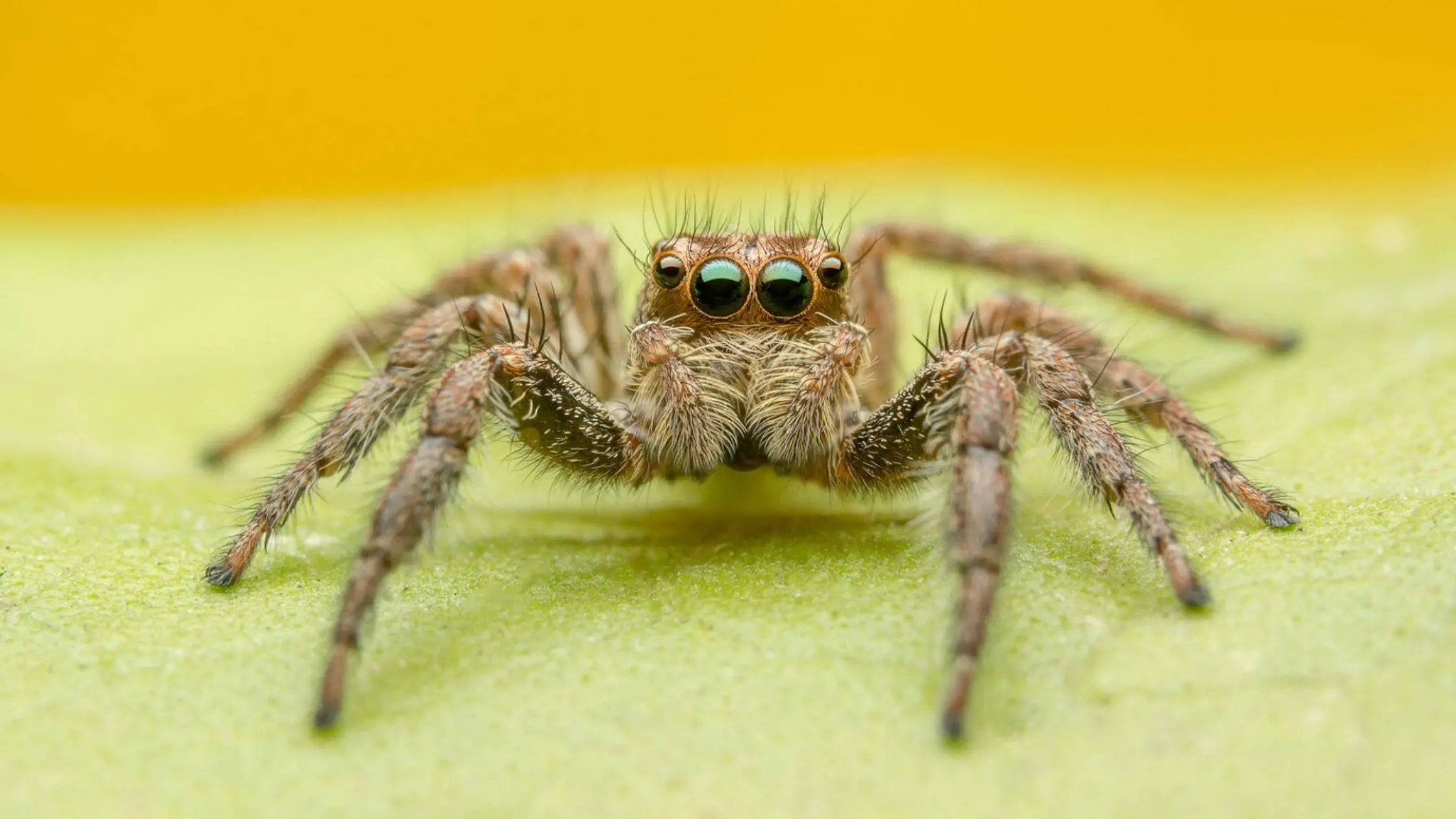 Explore Hunting Habits and Dietary Secrets of Jumping Spiders