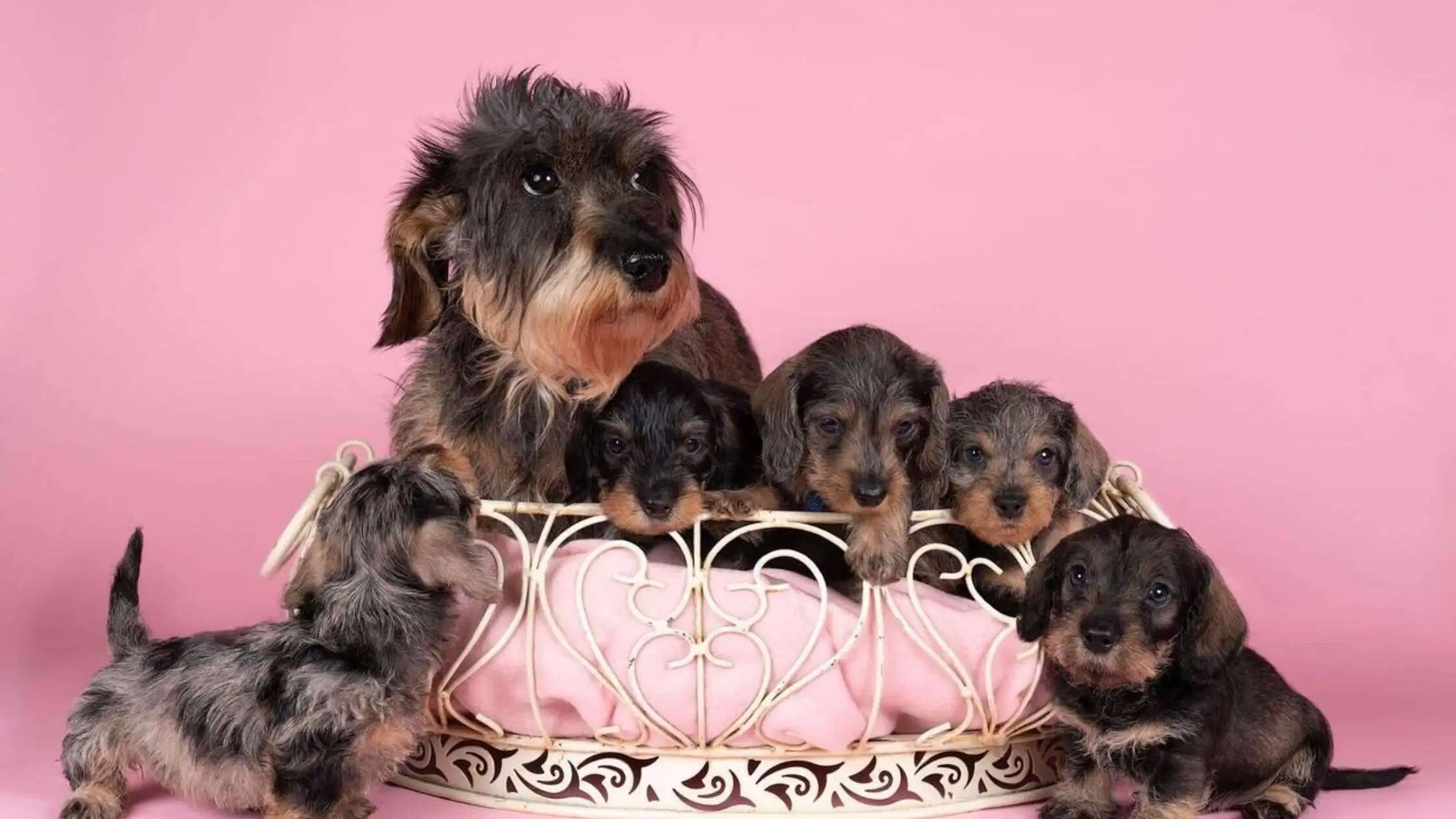 How Long Do Dachshund Puppies Stay With Their Mother?